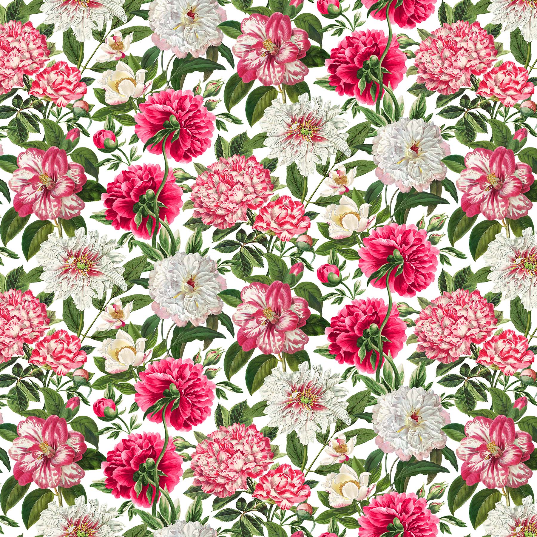 Bloom – Large Peony, White Background – The Quilting Shed